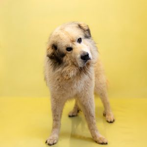 Primary Color White Secondary Color Black Weight 665lbs Age 6yrs 0mths 2wks Animal has been Neu