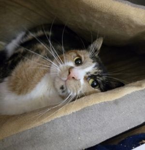 Dolly, Adult Female Domestic Short Hair