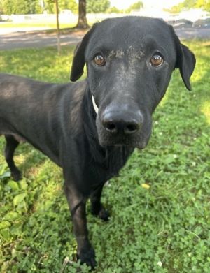 Scorch Labrador Retriever Dog