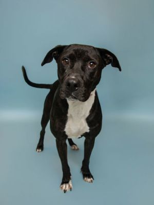 Trixie Mixed Breed Dog