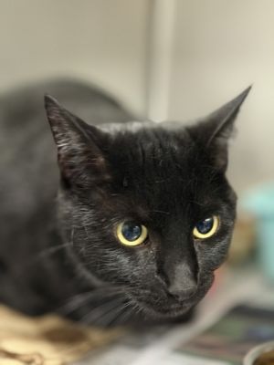 Kerry, Adult Male Bombay