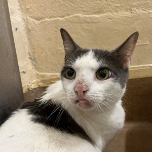 Hot Potato Domestic Short Hair Cat