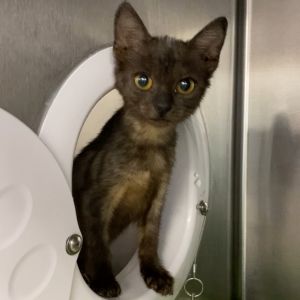 Venus Flytrap Domestic Short Hair Cat