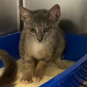 Woolly Sundew Domestic Short Hair Cat