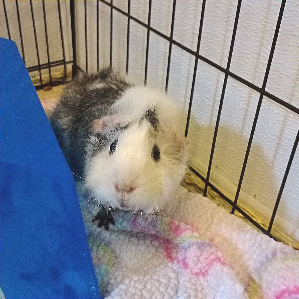 Pepper