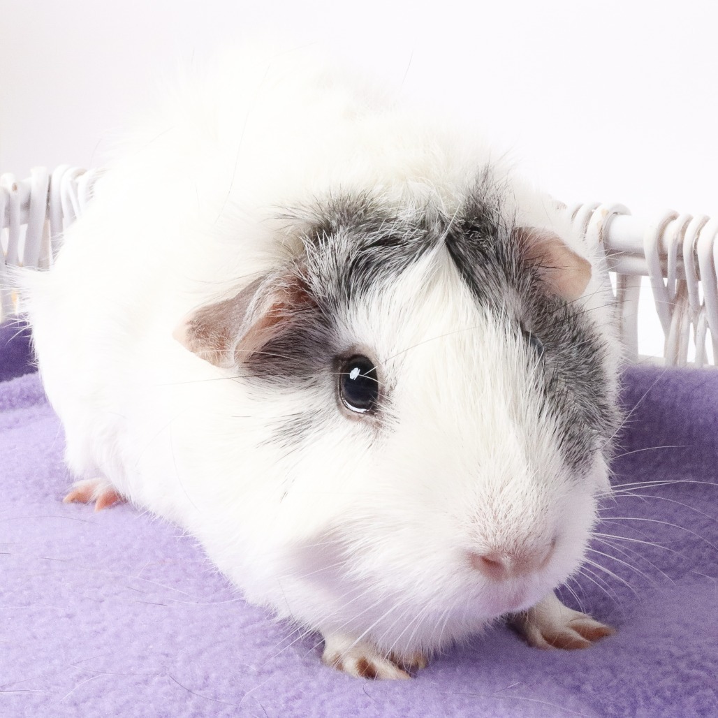 Squeakers