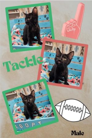 Tackle, Baby Male Domestic Short Hair
