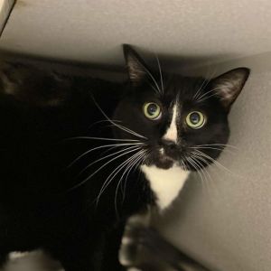CATALINA, Adult Female Domestic Short Hair