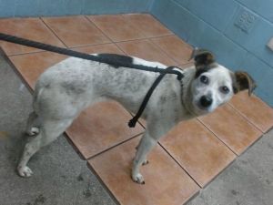 BEVERLY Terrier Dog