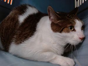 LOKI, Adult Male Domestic Short Hair