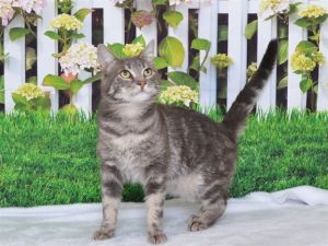 GRAYSON, Young Male Domestic Short Hair