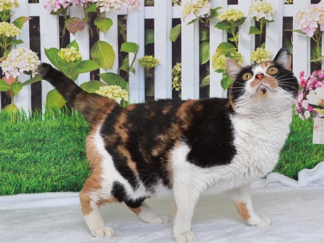 KIKI