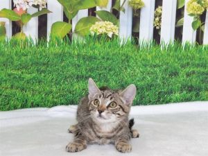 JAMEZ, Baby Male Domestic Short Hair