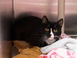 UGGIE, Adult Male Domestic Short Hair