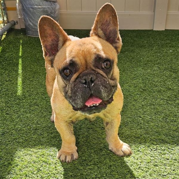 Peanut photo 1