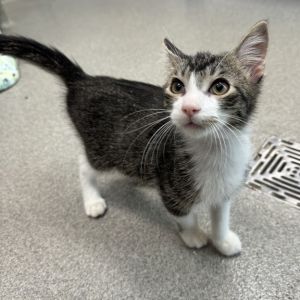 Rudy, Baby Male Domestic Short Hair