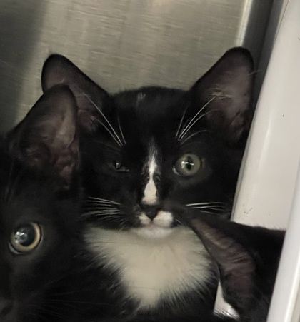 Binx