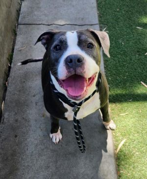 SAVANNAH Pit Bull Terrier Dog