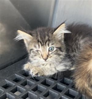 C3P0, Baby Female Domestic Long Hair