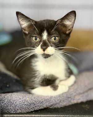 AMETHYST, Baby Female Domestic Short Hair