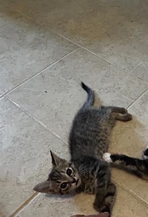 KATARA, Baby Female Domestic Short Hair
