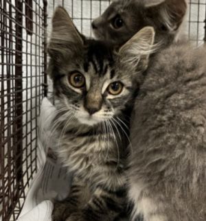 SERRANO, Baby Male American Shorthair