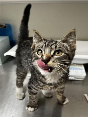 ALMOND, Baby Male Domestic Short Hair