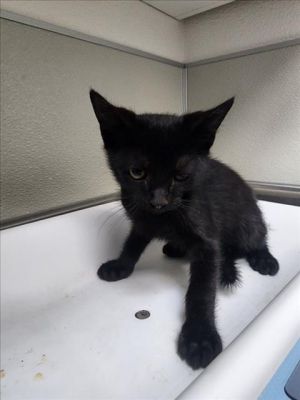 AJO, Baby Male Domestic Short Hair