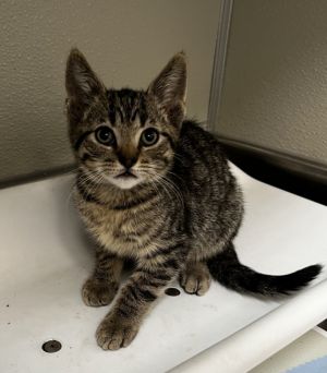 BROCCOLI, Baby Male Domestic Short Hair