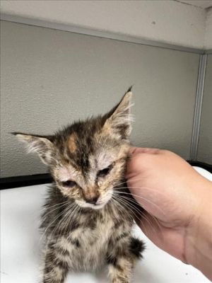 CARISSA, Baby Female Domestic Short Hair