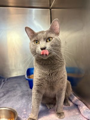 BOB, Young Male Domestic Short Hair