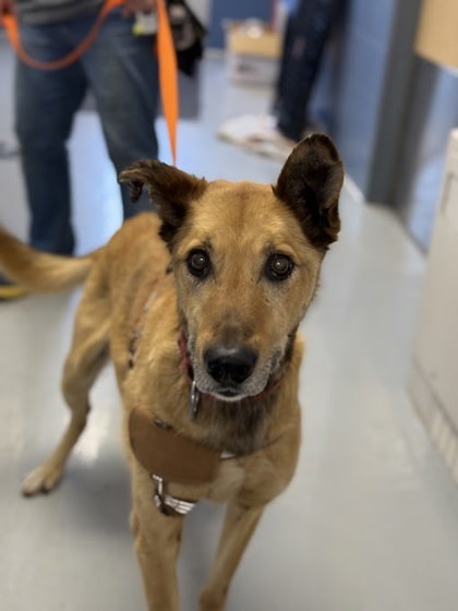 Maple, an adoptable Mixed Breed in Gwinn, MI, 49841 | Photo Image 1