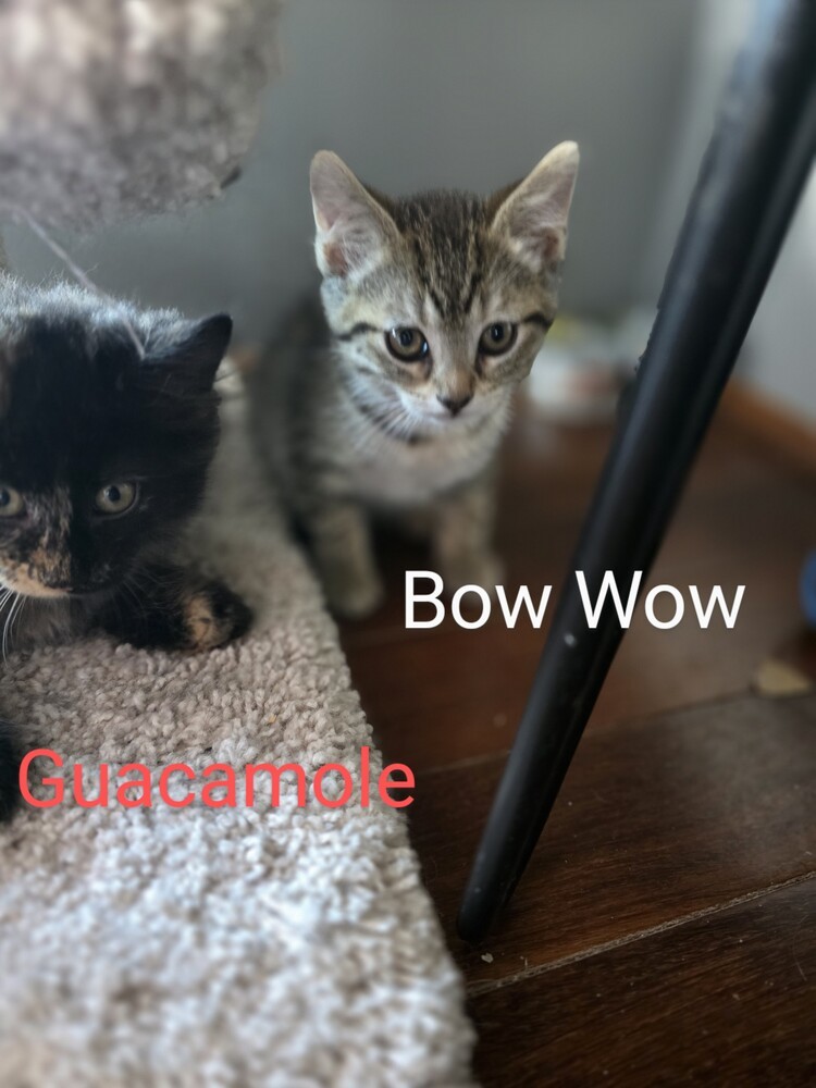 Bow wow