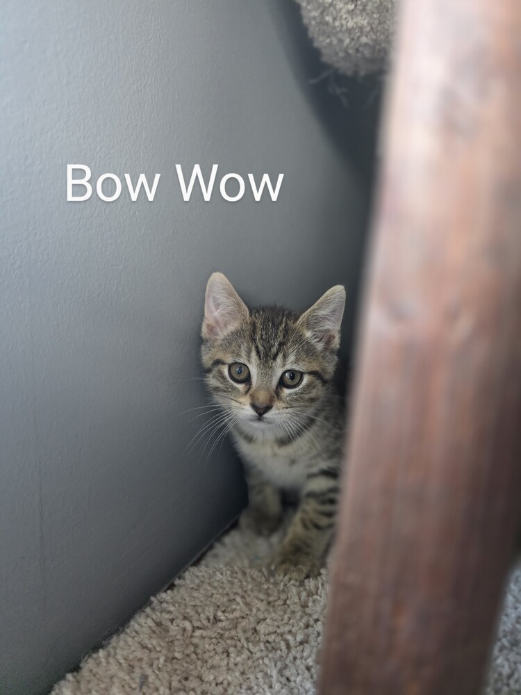 Bow wow