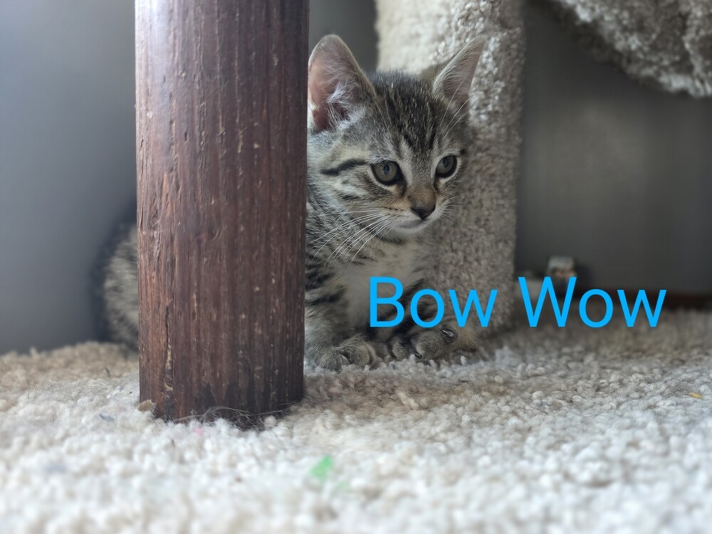 Bow wow
