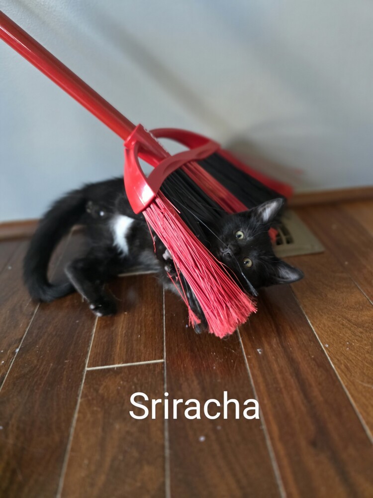 Sriracha