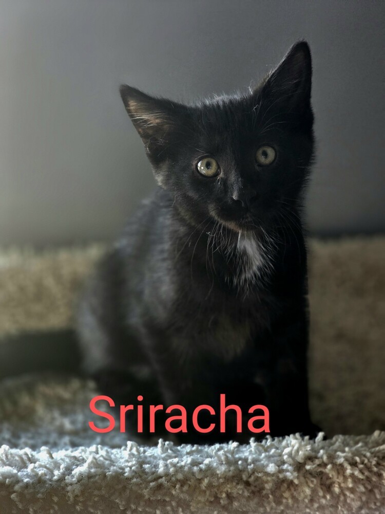 Sriracha