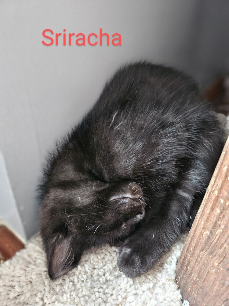 Sriracha