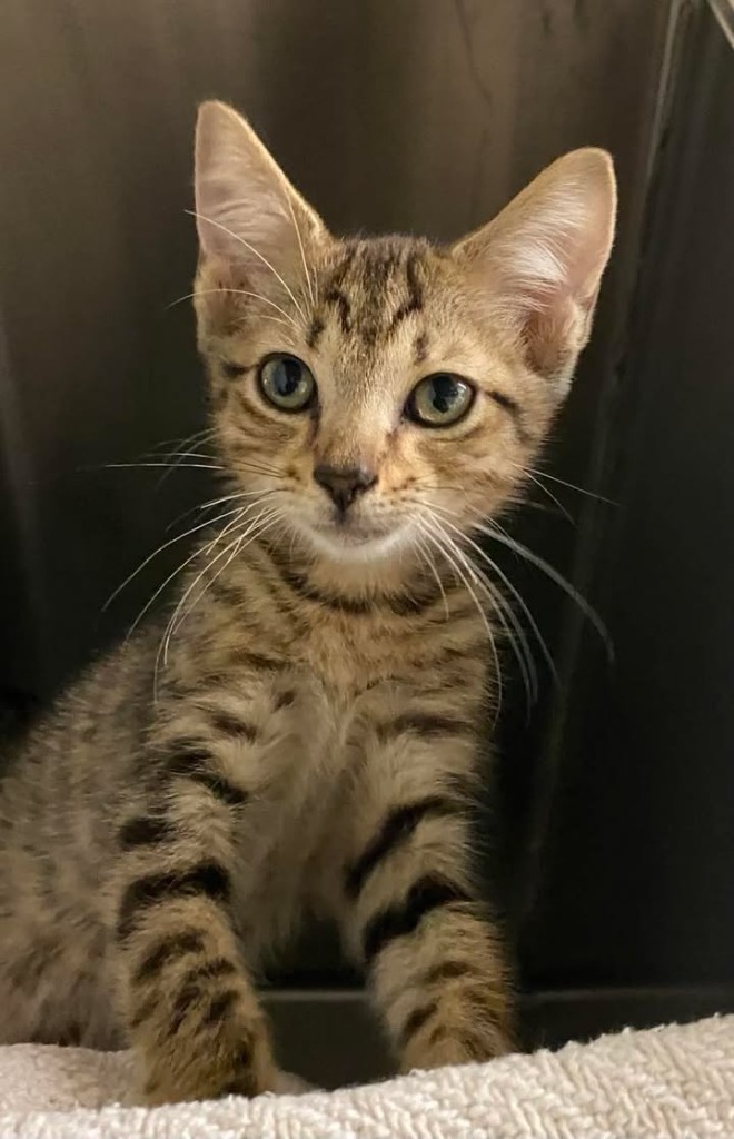 Cream Cheese(Petsense)