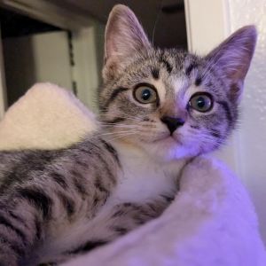 Hollie is a super playful and social kitten Shes brave full of energy and al