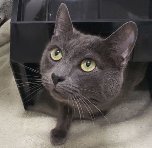 Milo Cat, Adult Male Domestic Short Hair