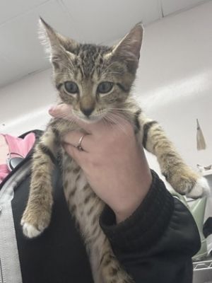 Teto, Young Female Domestic Short Hair