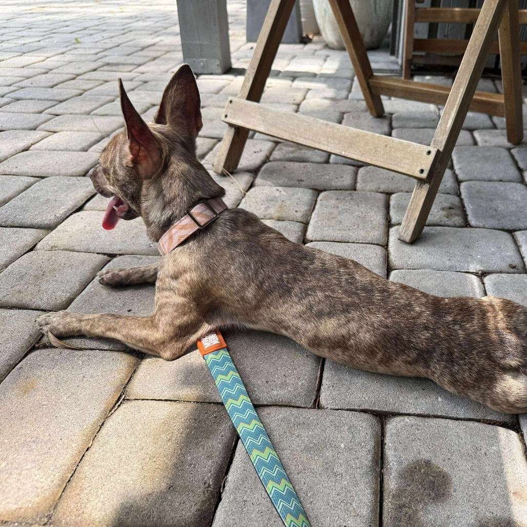 Lady Isabella