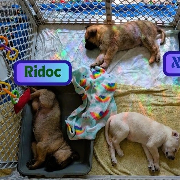 Ridoc