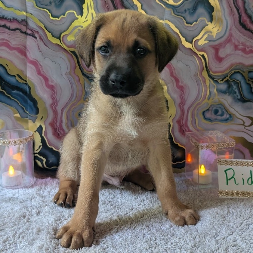 Ridoc