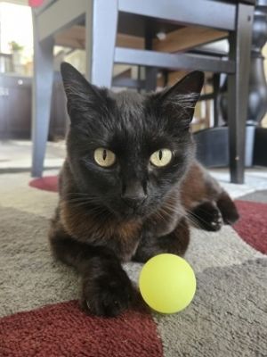 What my friends at Seattle Humane say about me Im very loving and just love to snuggle Wand toys a