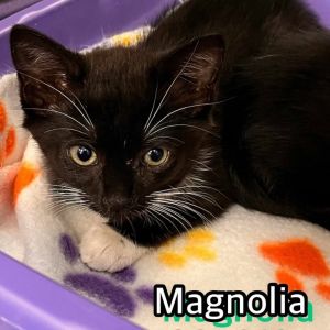 Magnolia, Baby Female unknown