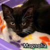 Magnolia photo 2