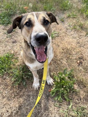 Animal Profile Meet Cliff We were contacted by our rescue partner Saving Shelters Strays in Texas