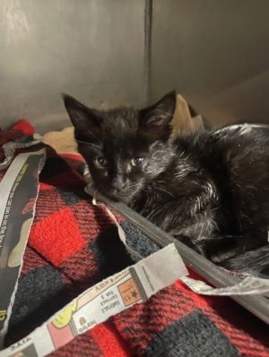 HeiHei, Young Female Domestic Short Hair